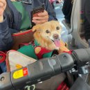 무지개 리봉 | 강아지와유럽 / 파리여행 / 베르사유궁전, 사랑이와 베르사유공원을 거닐게된 사연, 조증폭발 아장경 ㅋㅋ