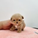 댕스마일 이미지