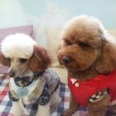 똥강아지 이미지