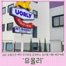 땅콩 애견유치원 | [전주카페] 넓은 운동장과 애견유치원을 운영하는 효자동 대형애견카페, &#39;유올리&#39;