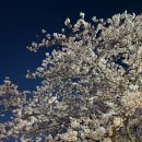 온천천일대7 | 2026년 온천천 연제고분판타지축제 공연 일정, 초대가수, 주차장, 벚꽃 총정리, 방문 후기