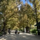 NR-5[제원로]-상-633 | 대한민국 테마여행 10선 광주&amp;담양 다녀오기 ㅣ 메타세콰이어길, 담양국수거리, 죽녹원, 크렘, 국립...