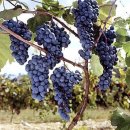 * 포도가 치매예방을 합니다 * 이미지