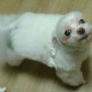 금강머리 Daum카페