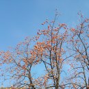 감나무민박 이미지