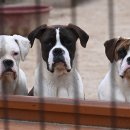 통일동물병원 이미지