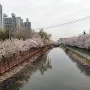 계양경기장-서운체육공원 | 전 아침 인천 계양구 서부간선천(서부천, 서부간선수로,서운체육공원,계양경기장) 만개한 벚꽃길 돌아보기