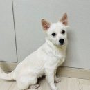 코야 이미지