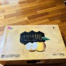 영춘고을농산물유통 | 가을 햇살 머금은 은진고을 신고배 향이 깊다