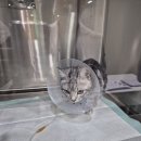 다솜동물메디컬센터 금정점 이미지