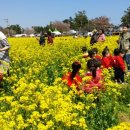 부귀리벗꽃 이미지