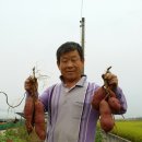금향 이미지