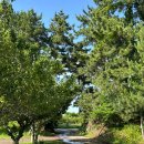 연리지가든 | [제주 맛집] 천연기념물 토종 흑돼지 &#39;연리지가든&#39; 내돈내산 솔직후기
