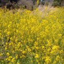 청산도 느림민박 이미지