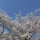 강아지미용실 이미지