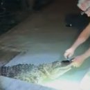 악어화장실 이미지