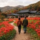 북천종합정비3급 | 2026 가을 2인 여행 9월 핑크뮬리·꽃무릇 인생샷! 전국 가을 꽃축제 명소 &amp; 커플 스파 숙소 TOP5