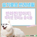 은아 펫 타운 이미지