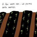 영어만화 Perilla seedlings 🌱 (들깨 모종) 이미지