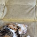 자굴산약국 이미지