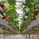 미래플러스팜 이미지