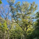 나무이야기 이미지