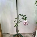 청보라정원 | 유니크한 청보라 청회색 장미, 티앤랑로즈 클라우디 데이(지세) / 베란다정원