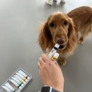 모여라댕댕이 이미지