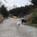 도그마실 이미지