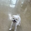 스프링댕댕 이미지