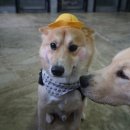 쪼꼬네유치원2 네이버블로그