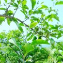 사과나무 - 68104 | 사과나무