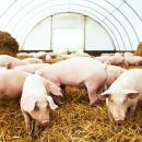 왕성축산 이미지