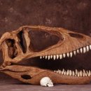 티라노사우르스와 기가노토사우르스의 두개골 크기 이미지