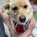 이리온 동물메디컬센터 | 일요일 진료 진접 동물병원 이리온 동물메디컬센터_ 대형견 귓병 및 예방접종