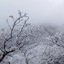 남덕유산 (1/2): 올겨울 마지막 심설산행 이미지