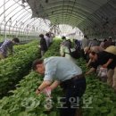 하나3농 이미지