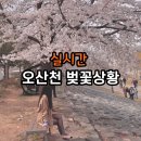 오산천 산책로 | 오산 벚꽃 명소 오산천 벚꽃 실시간 후기 (2026년 4월)
