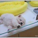 대구강아지분양 마마스미독 본점 이미지