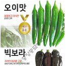 백두칼라 이미지