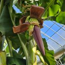 몽키바나나 이미지