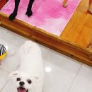 펫 패밀리 이미지