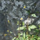 흰도깨비바늘 Bidens pilosa var. minor (Blume) Sherff 이미지