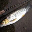 금강낚시 이미지