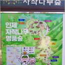 자작나무숲민박 이미지