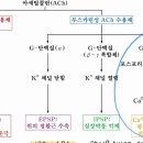 부교감 신경의 이자 베타세포 자극 이미지