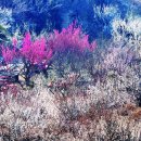 원동마을길 이미지