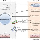 Re:Re: The effects and the mechanisms of autophagy on the cancer-associated fibroblasts in cancer 이미지