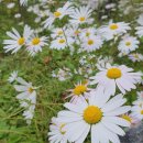 용흥시장 | 그녀들과의, 25년 가을 강화 나들이 강화산성, 금문도, 마음나누기 카페