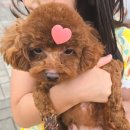 브라운 펫살롱 이미지